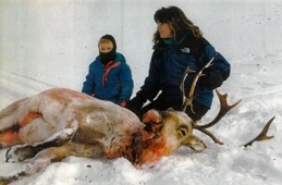 Palin Caribou