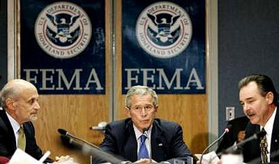 Bushfema