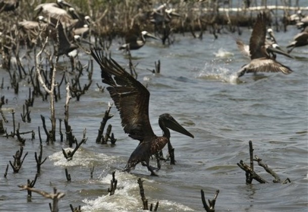 Death of the Pelicans