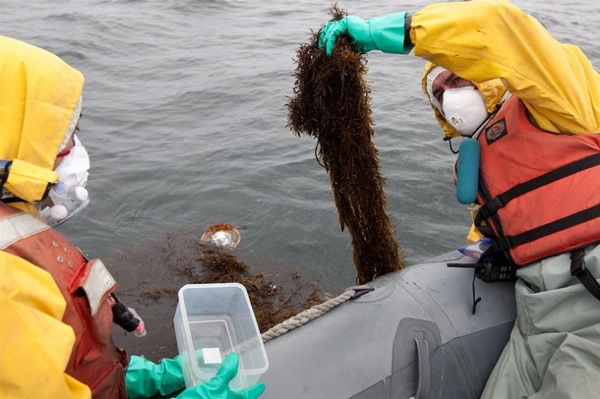 Greenpeace seaweed Fukushima