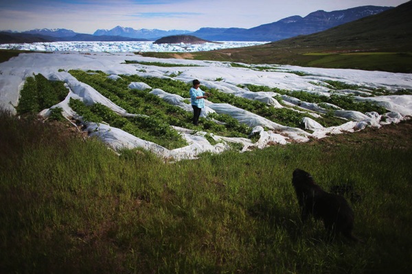 Joe Raedle Greenland potato farm