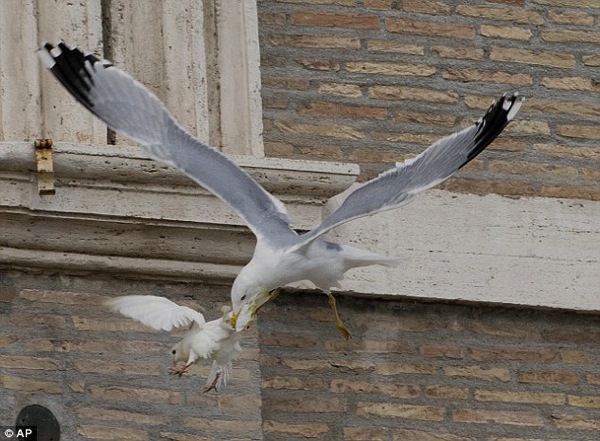 Pope peace dove seagull attack