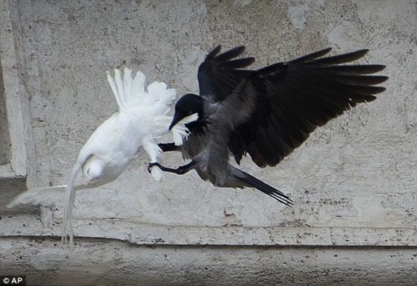 Pope peace doves crow attacks 4