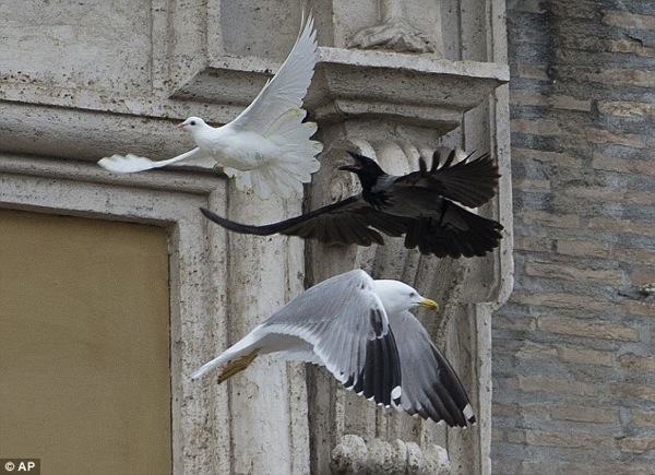Pope peace doves crow chase 3