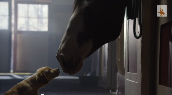 2014 Super Bowl Ads: Wisdom of the Puppies?