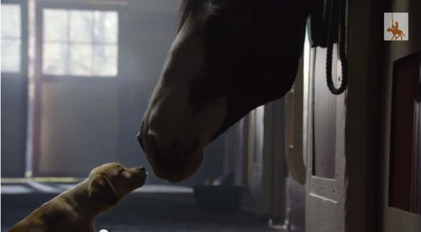 Bud Puppy Horse