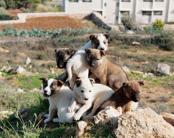 Photographer Stephen Shore from Israel/Palestine: The Audacity of Puppies