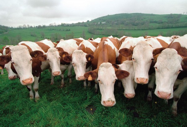 Remember that Angry Penguin? Now it's the Cows.