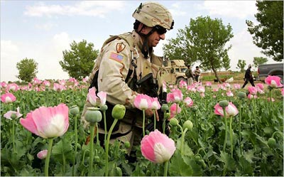 Poppies