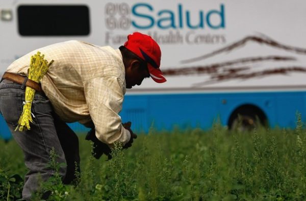 WELLINGTON, CO - SEPTEMBER 16:  A migrant farm worker from Mexico picks spinach on September 16, 2009 near Wellington, Colorado. Salud Family Health Centers sends a mobile clinic to farms throughout northeastern Colorado to serve the migrant population, most of whom are immigrants with little other access to basic health care. While funding of health care for undocumented workers has become a controversial topic in the health care reform debate, the federal government already funds basic care for many such workers through grants to non-profit clinics, which serve one of America's most vulnerable, uninsured populations.  (Photo by John Moore/Getty Images)