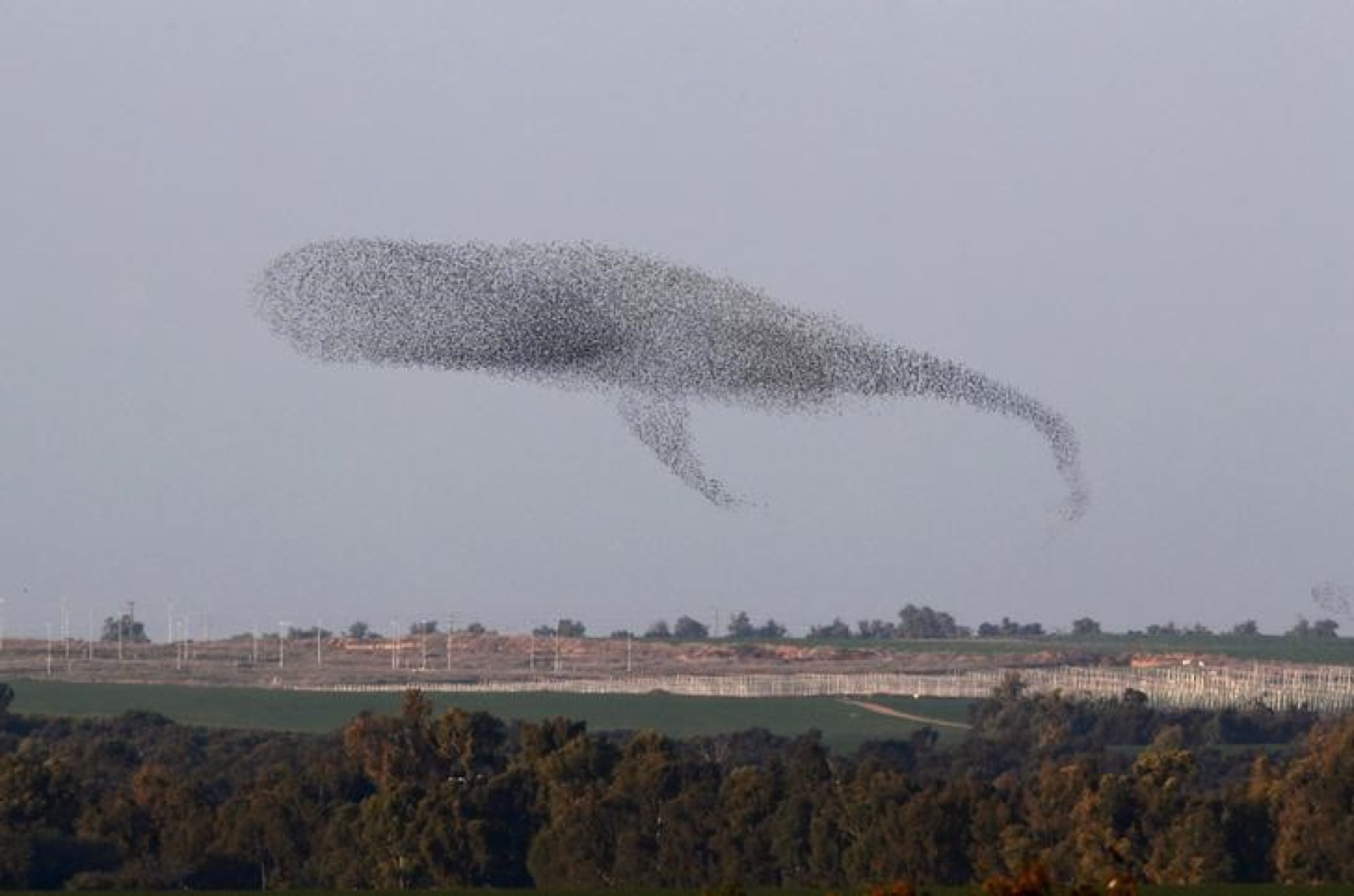  Amir Cohen/Reuters. caption: A murmuration of migrating starlings in southern Israel.