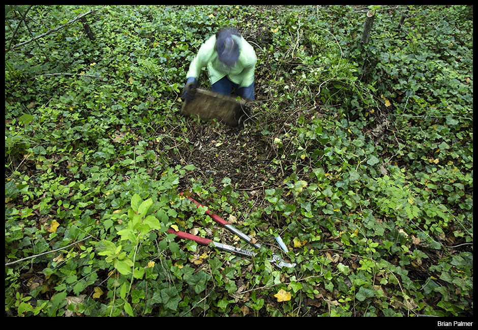 13 May 2015—East End Cemetery, Henrico County/Richmond, VA—Volunteer unearths buried gravemarker at this abandoned, historic black cemetery.