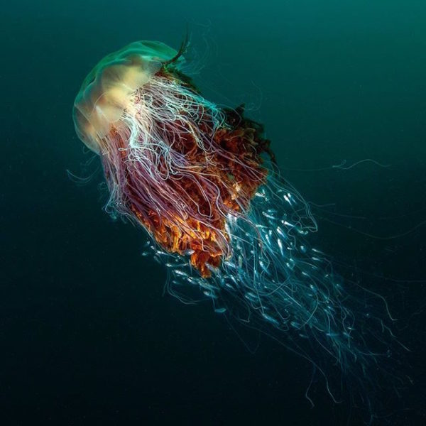 photo: George Stoyle/British Wildlife Photography Awards 2016. Nature's pretty amazing, isn't it? From the British Wildlife Photography awards, this year’s overall winner and winner of the coast and marine category is George Stoyle with his image ‘Hitchhikers’ of a Lion’s mane jellyfish, photographed at St Kilda, off the Island of Hirta, Scotland.