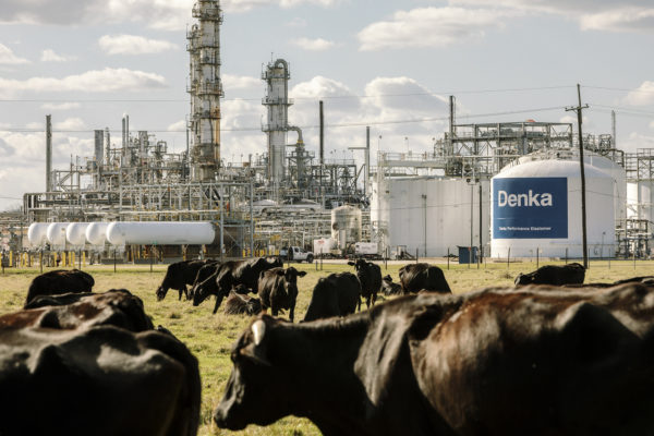 Reserve, LA - Feb 24, 2017 - Cows graze on land bordering the Dupont/Denka plant. Photo by William Widner