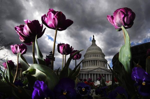 Tulips in front of The Capitol, Washington, D.C. Photo by Matt McClain/Washington Post