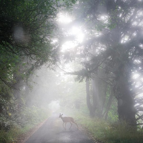 @rolsonphoto: Foggy am waiting for #eclipse. Oceanside OR (pop 361).