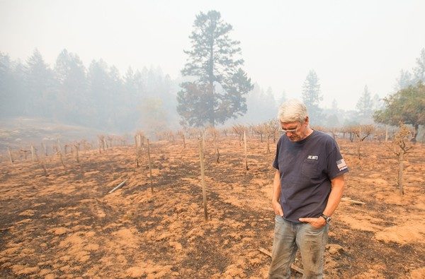 Property owner Chris Schrobilgen stands in his neighbor's burned grape vineyard in Calistoga, California on October 11, 2017..More than 200 fire engines and firefighting crews from around the country were being rushed to California on Wednesday to help battle infernos which have left at least 21 people dead and thousands homeless. / AFP PHOTO / JOSH EDELSON (Oct. 10, 2017 - Source: AFP)