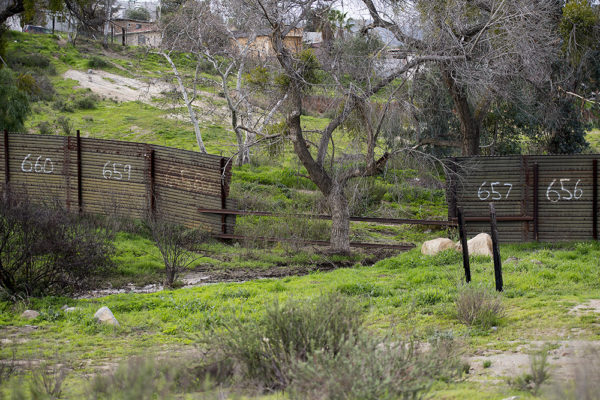 A tree stands in a gap in the border fence on the US/Mexico border in Tecate, California, on February 14, 2017. Attention Editors, this image is part of an ongoing AFP photo project documenting the life on the two sides of the US/Mexico border simultaneously by two photographers travelling for ten days from California to Texas on the US side and from Baja California to Tamaulipas on the Mexican side between February 13 and 22, 2017. You can find all the images with the keyword : BORDERPROJECT2017 on our wire and on www.afpforum.com / AFP PHOTO / JIM WATSON