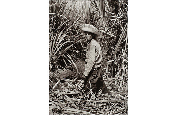 Photo 5: Jack Delano / General Archive of the Institute of Puerto Rican Culture. Caption: Emiliano Pacheco Vega (Don Toli) as a young caneworker, near Guayanilla. 1946.