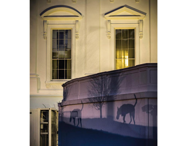 Photo: David Butow via Instagram. March 22, 2019. Caption: Shadows from a Secret Service dog are projected onto an exterior wall of the White House this evening, a few hours after Robert Mueller submitted his long-awaited report to the Attorney General. POTUS is in Florida.