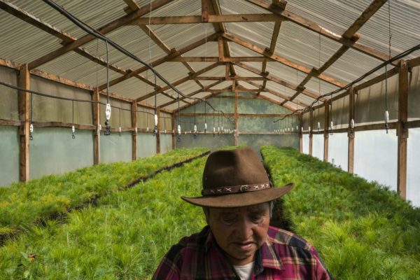 Photo 2: Mauricio Lima. Caption: Agustín Par, seventy-five, is in charge of a greenhouse of tree saplings outside the city of Totonicapán.