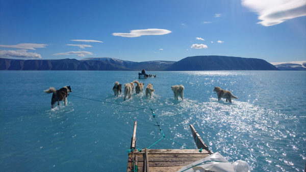 Photo: Steffen M. Olsen and the Danish Meteorological Institute CAPTION: Danish Meteorological Institute (DMI) climate researcher Steffen M. Olsen captured this image in the northwest of Greenland as he and sled dogs traveled on top of sea ice flooded by surface melt water while he went to retrieve the research team's oceanographic moorings and weather station equipment. It appears that the dogs are walking on water.