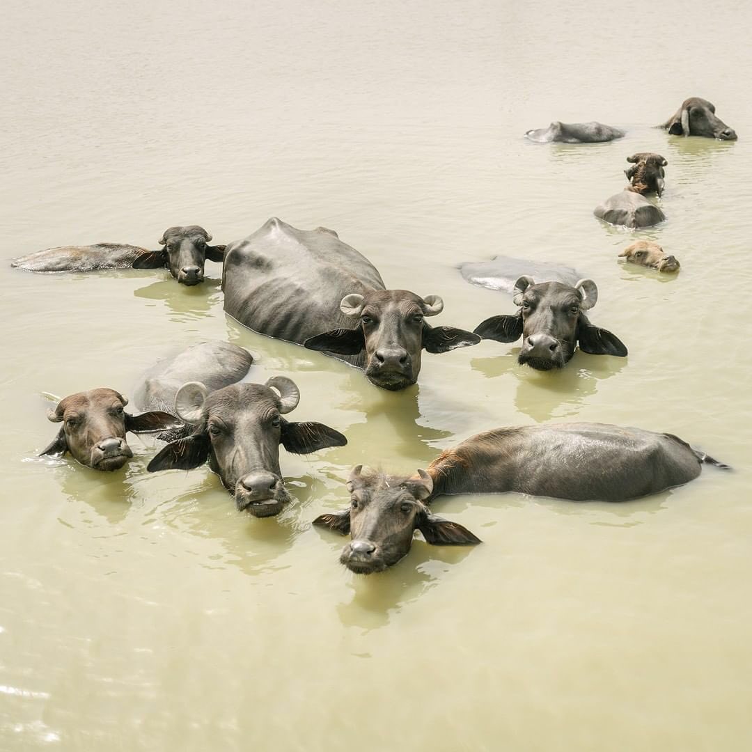 Photo: Matthieu Paley for TIME.  Caption: Animals spend much of their day in the water during extreme heat conditions.