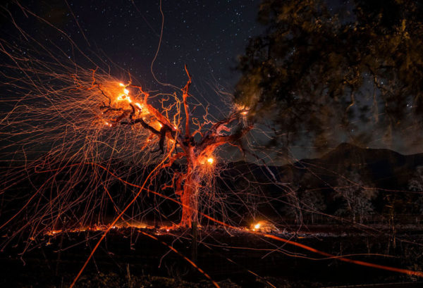 A long-exposure photograph shows a tree burning during the Kincade fire off Highway 128, east of Healdsburg, California, on October 29, 2019. (Philip Pacheco / AFP / Getty)