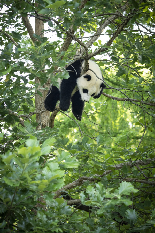 Panda hangs in a tree at the Smithsonian National Zoo