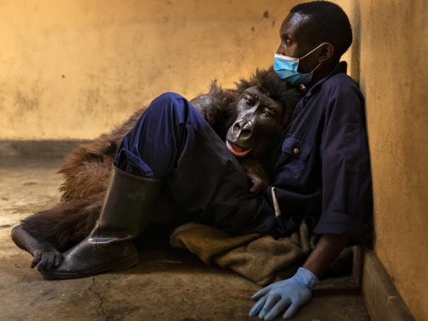 Orphaned mountain gorilla Ndakasi lies in the arms of her caregiver Andre Bauma.